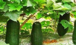 三叶草吃瓜说娱乐,娱乐圈幕后趣闻大揭秘