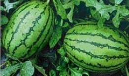 江西网红吃瓜事件,揭秘网络舆论背后的真相