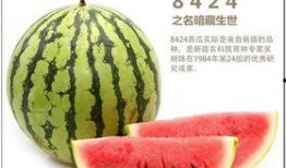 三叶草吃瓜说娱乐,娱乐圈幕后趣闻大揭秘