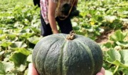 诸暨网红吃瓜事件真相是真的吗,真相揭秘，还原事件始末