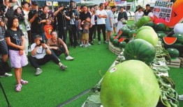 抓马娱乐会火吃瓜