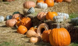 抓马娱乐会火吃瓜