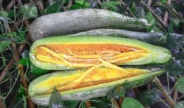 诸暨网红吃瓜事件真相是真的吗,真相揭秘，还原事件始末