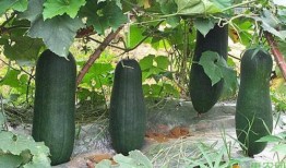 诸暨网红吃瓜事件真相是真的吗,真相揭秘，还原事件始末