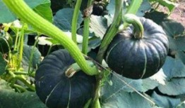 吃瓜吃到自己喜欢的网红身上